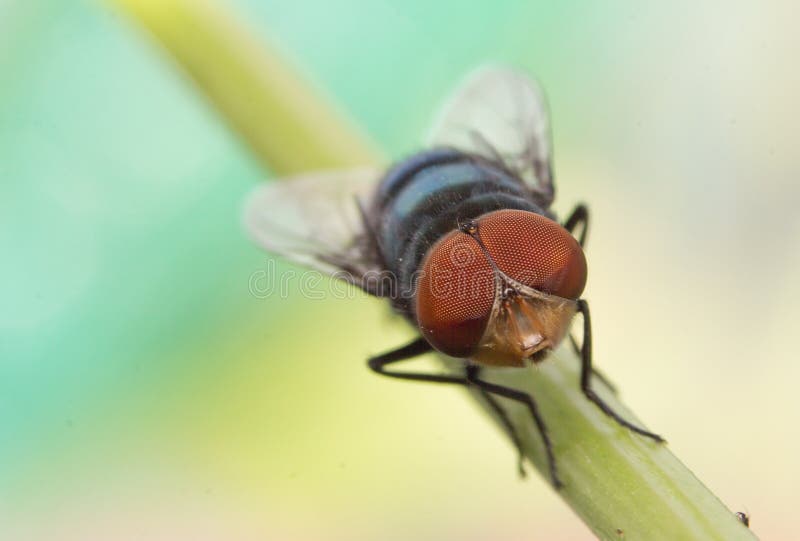 Close-up, fly on green leaf. Macro photography.