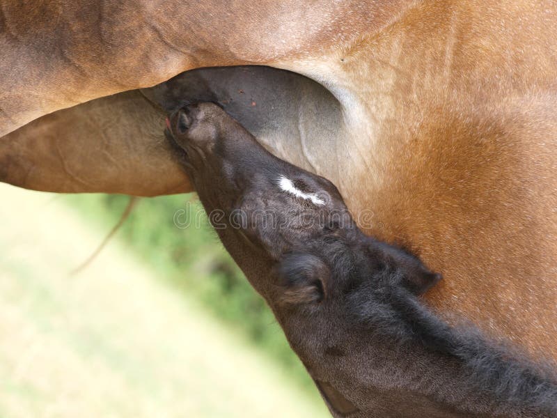 Feeding Foal