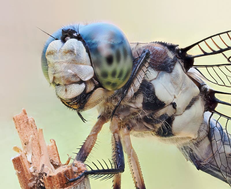 A Close-up Focus Stacked Image of a Blue Dasher Dragonfly Perched on a Broken Limb of a Tree royalty free stock photos
