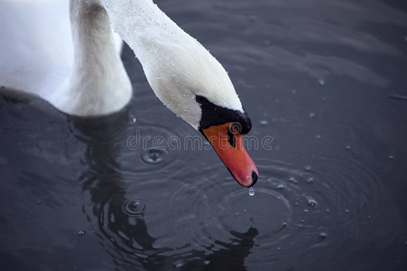 Close up of foraging mute swan. Wet head of elegant bird above a water with droplet of water falling down. royalty free stock photography Close up of foraging mute swan. Wet head of elegant bird above a water with droplet of water falling down. royalty free stock photography