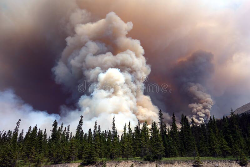 Closeup of a Forest Fire at Banff Park Stock Photo Image of colors