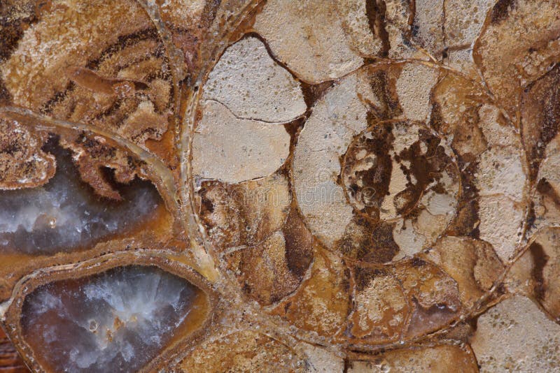 Close-up fossil ammonite stock photo. Image of macro - 42797244