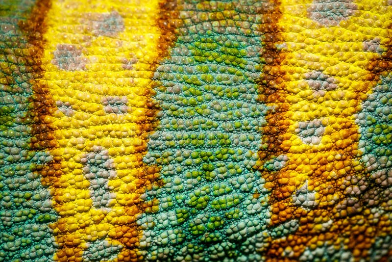 Close-up of Four-horned Chameleon skin.