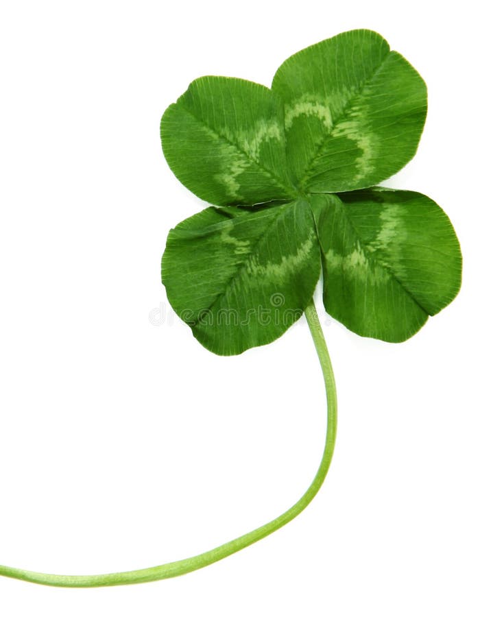 stock photography close up four leaf clover image