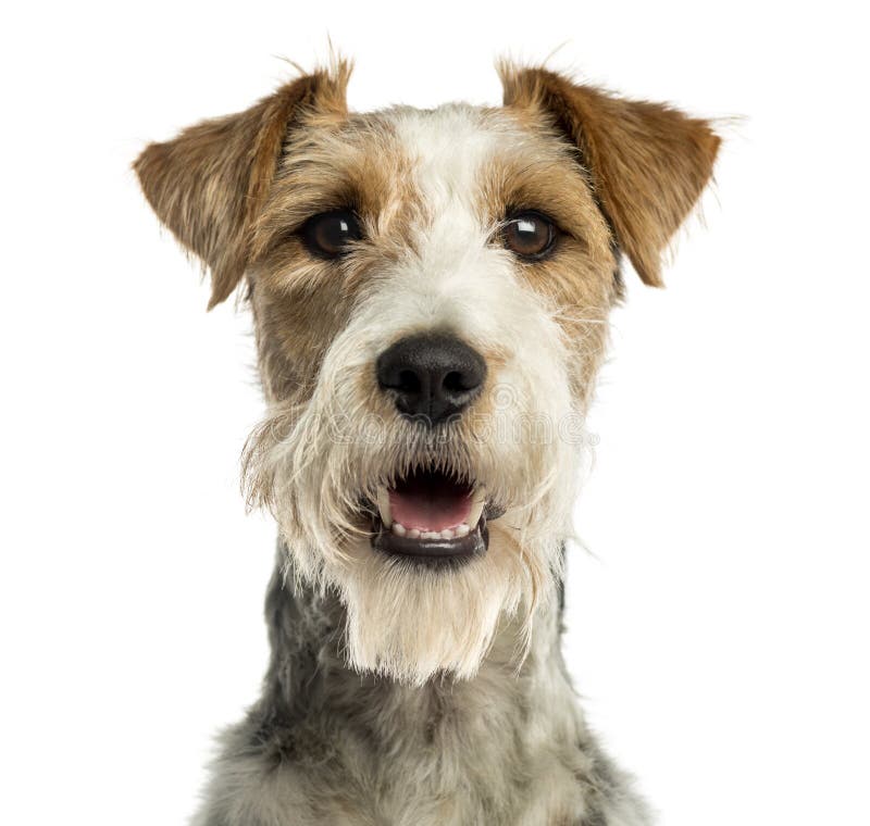 Close-up of a Fox terrier facing, panting, isolated stock images