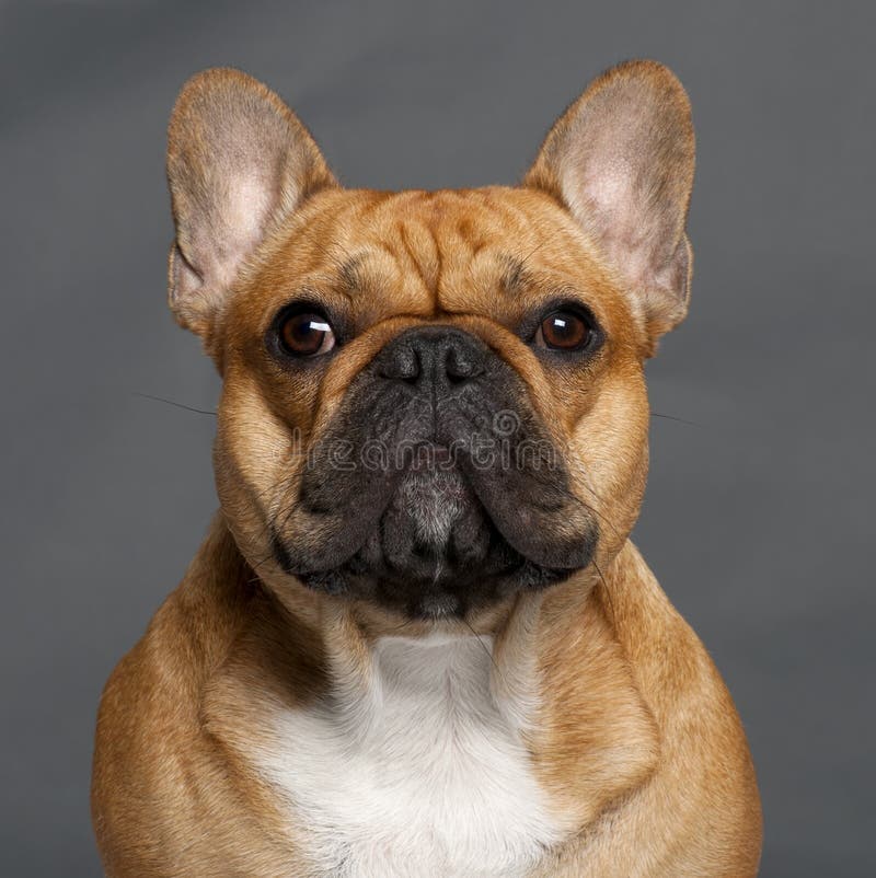 Closeup Of French Bulldog, 1 Year Old Stock Image Image