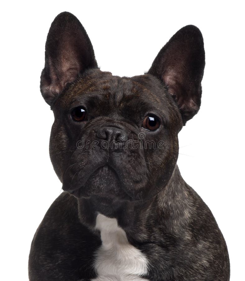 Close-up Of French Bulldog, 3 Years Old Stock Photo - Image of canine ...