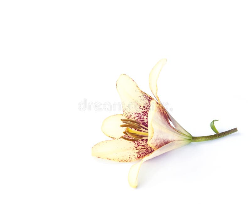 Close up fresco da flor da flor do lírio isolado no fundo branco foto de stock Close up fresco da flor da flor do lírio isolado no fundo branco foto de stock