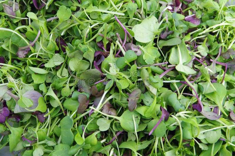 Close up fresco da salada dos microgreens do jardim foto de stock royalty free Close up fresco da salada dos microgreens do jardim foto de stock royalty free