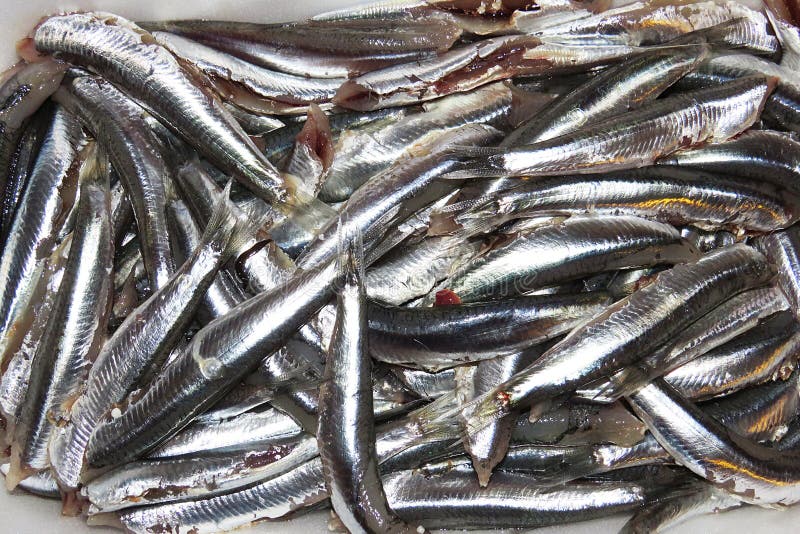 Fresh anchovies stock images Fresh anchovies stock images