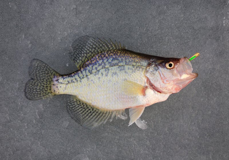 Crappie Ice Fishing Stock Photos - Free & Royalty-Free Stock Photos from  Dreamstime