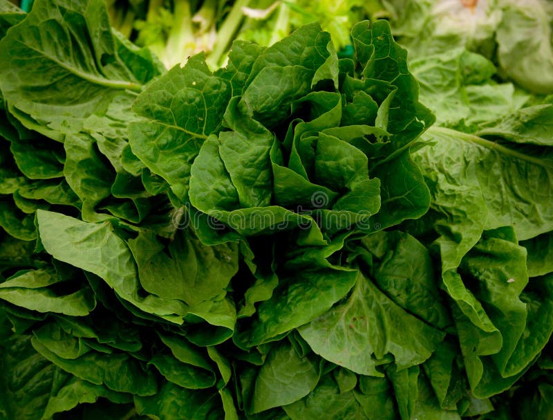 Closeup of Fresh Chinese Cabbage. Stock Image Image of healthy