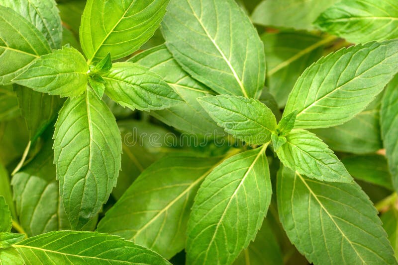 Fresh chinese wild mint leaves in the garden, top view stock images Fresh chinese wild mint leaves in the garden, top view stock images