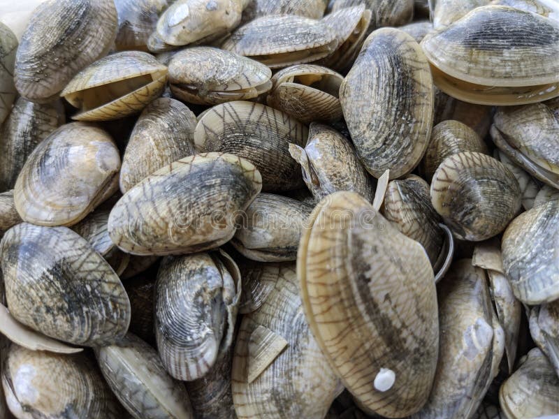 769 Clam Shells Close Up Stock Photos - Free & Royalty-Free Stock Photos  from Dreamstime