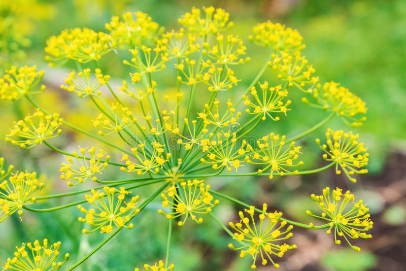 Close up of fresh dill garden umbrellas. Background with dill umbrellas royalty free stock photos