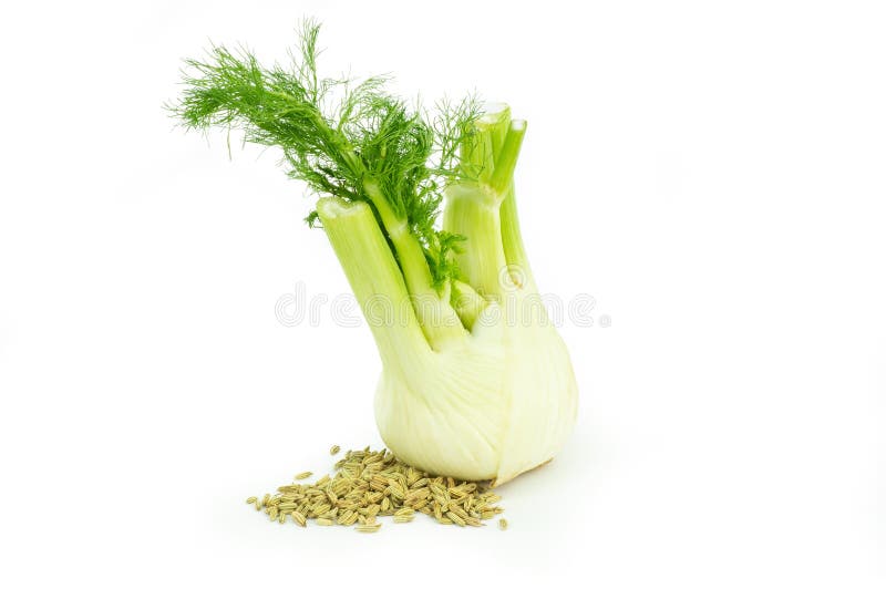 Close up fresh fennel bulb and dried fennel seeds isolated on white background