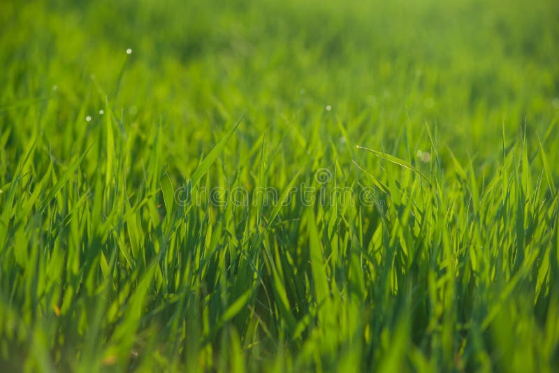 Close up of fresh grass with water drops stock photography