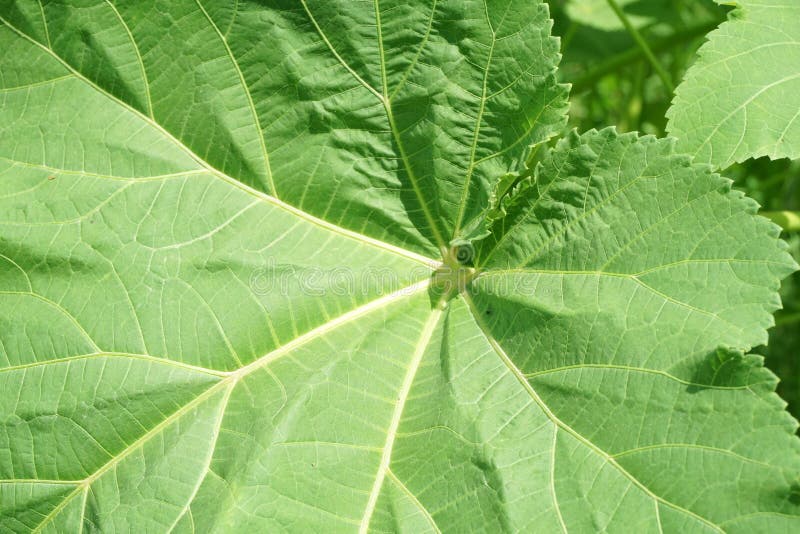 Fresh green okra leaf in nature garden royalty free stock photo