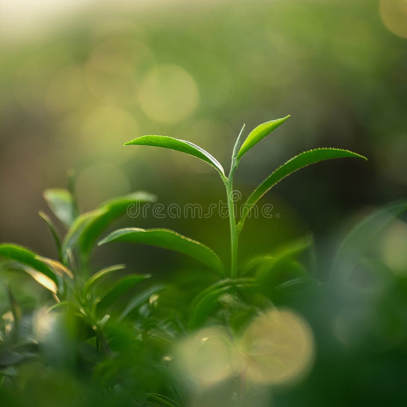 Close Up of Fresh Green Tea Leaves Stock Image Image of close, growth