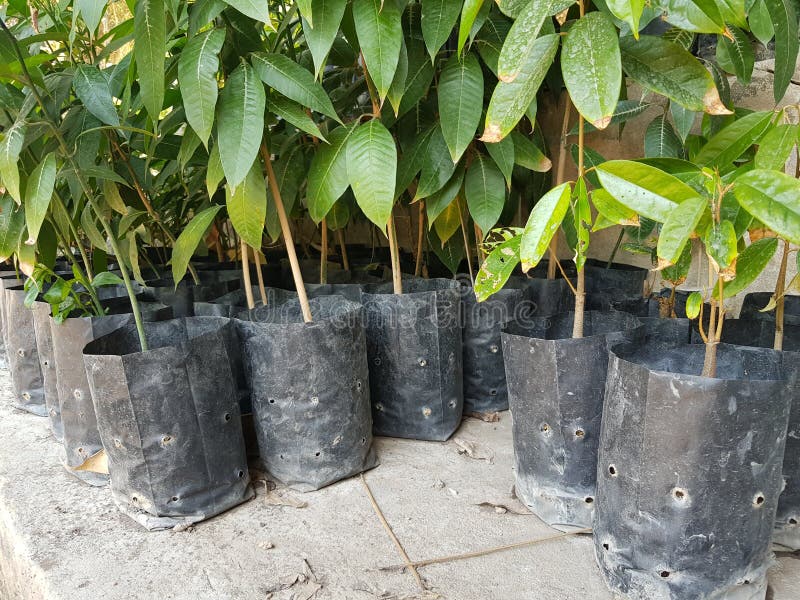 Closeup of Fresh Mango Fruit Trees in the Farm Orchard Prepared for
