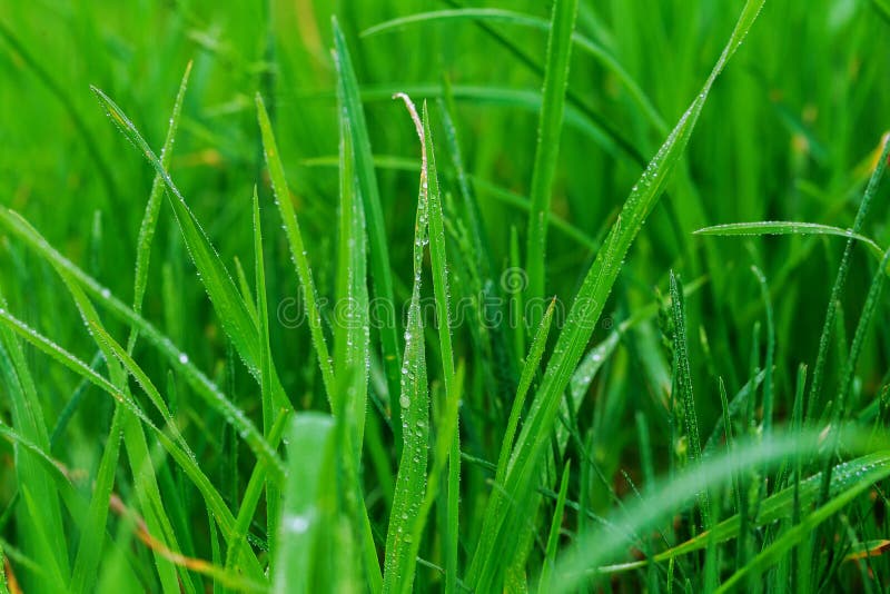 Close up of fresh morning dew on spring grass