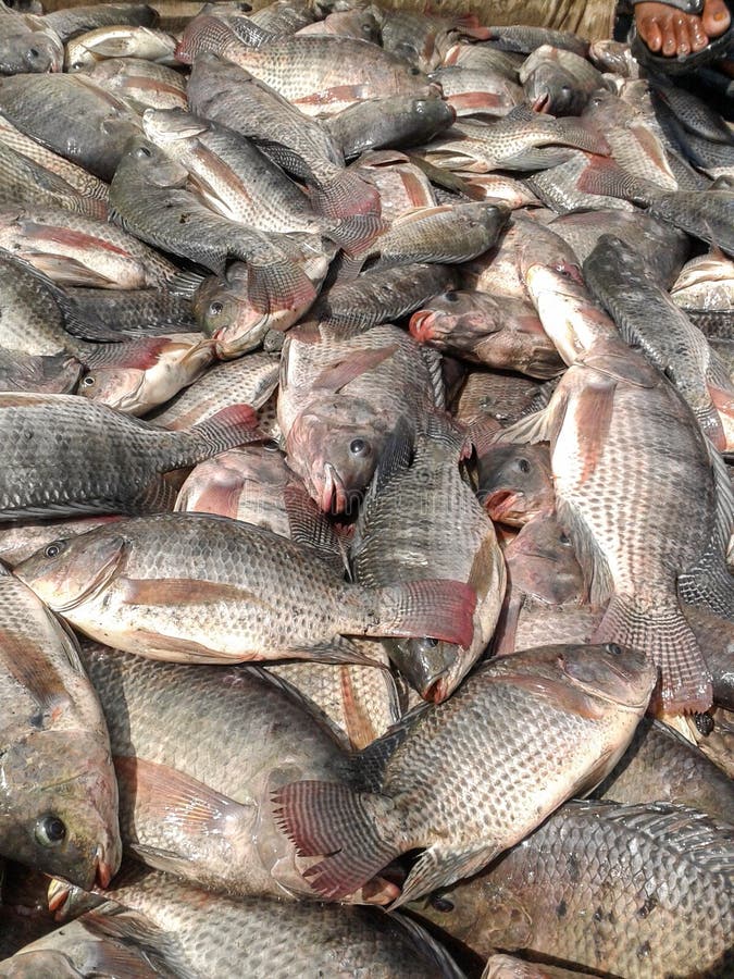 Fresh nile tilapia fish stock image. Image of tilapia - 121998255