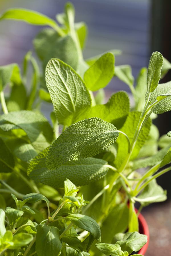 Closeup of fresh oregano stock photo. Image of scented 38771948