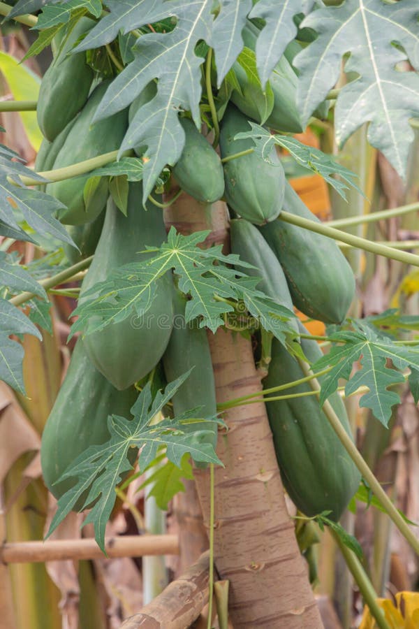 2,665 Papaya Tree Fruits Stock Photos Free & RoyaltyFree Stock