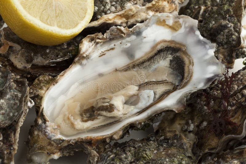 Close Up of a Fresh Raw Pacific Oyster Stock Photo Image of delicacy