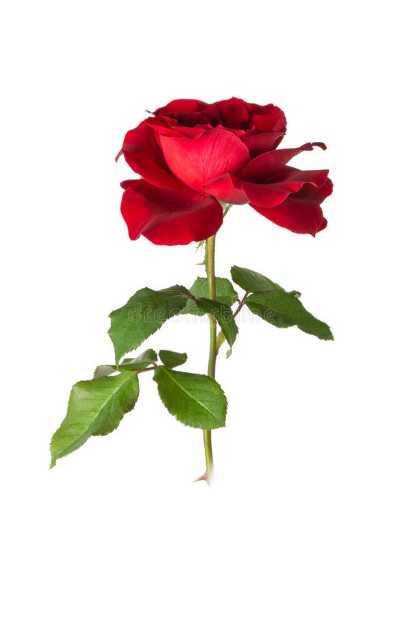 Fresh red rose on white stock image. Image of texture 258347963