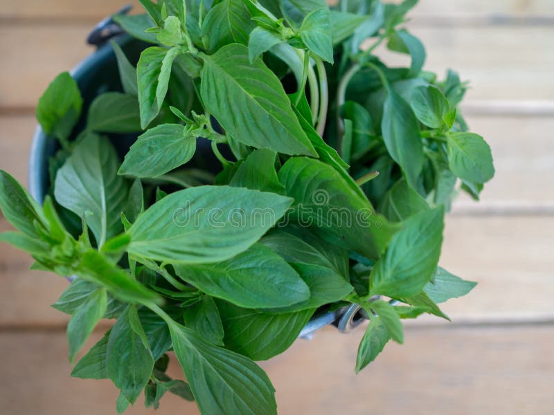 Fresh Thai basil stock image. Image of harvest, plant 116771633