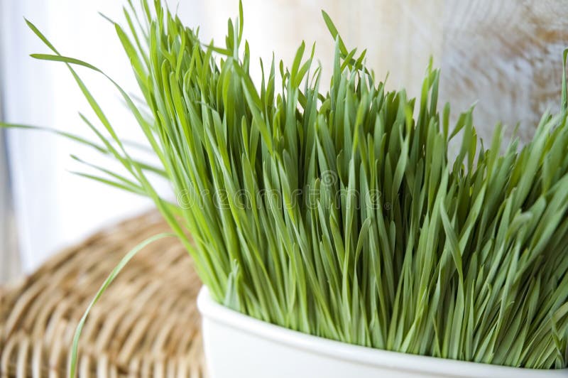 Close up fresh wheatgrass