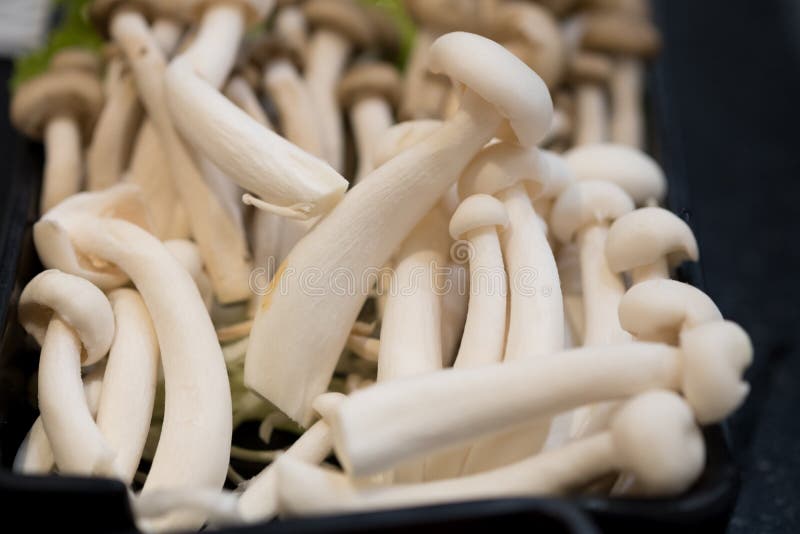 Close Up of Fresh White Shimeji Mushroom Stock Photo Image of white