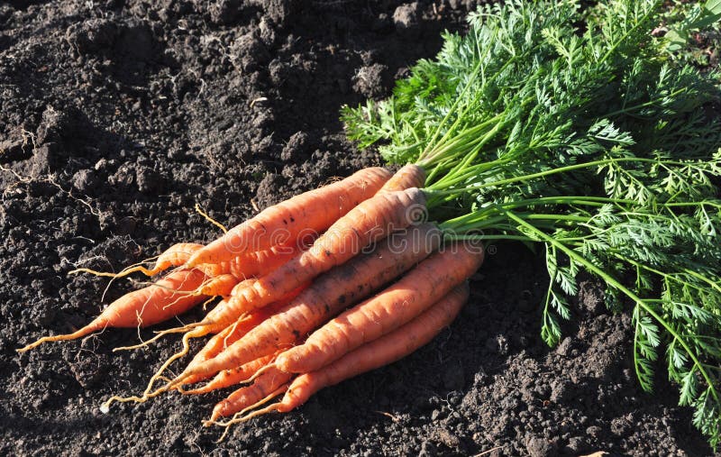 Close up of the fresh young carrot