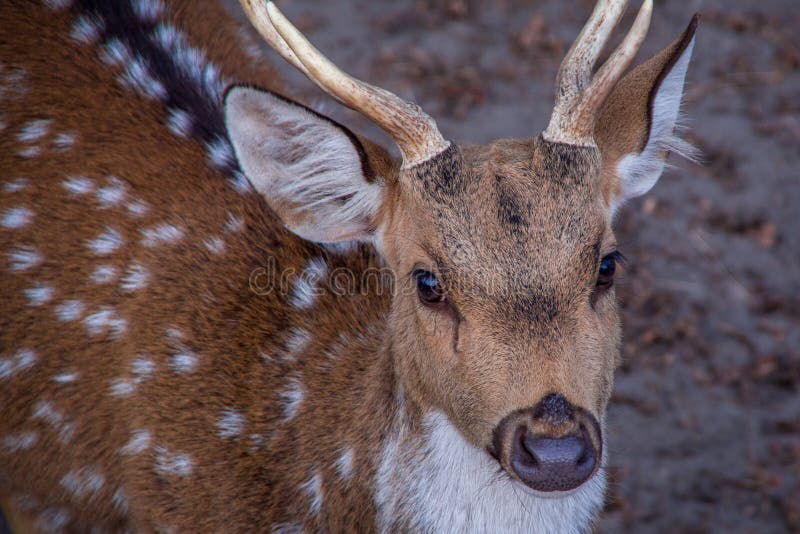 244 Deer Head Front View Stock Photos - Free & Royalty-Free Stock Photos  from Dreamstime