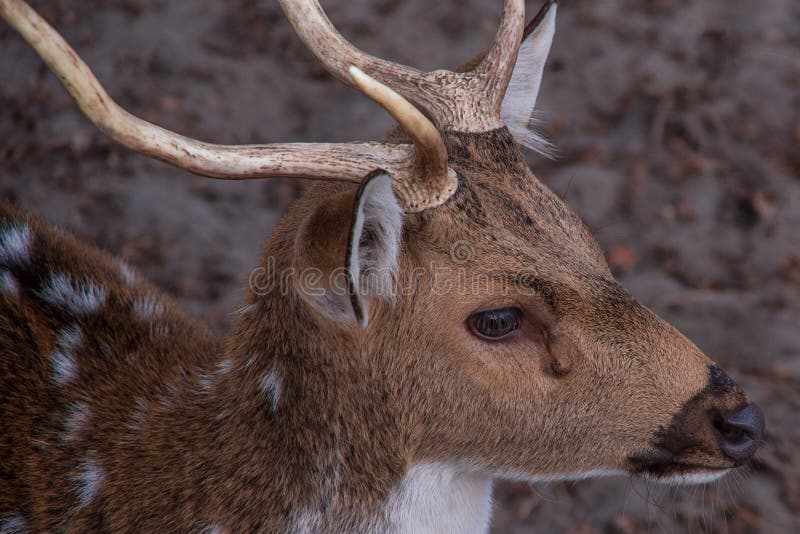 deer head front view