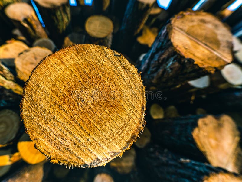 A close up front view of a pile of freshly cut trees striped of branches and prepared for the saw mill part of the logging royalty free stock images A close up front view of a pile of freshly cut trees striped of branches and prepared for the saw mill part of the logging royalty free stock images