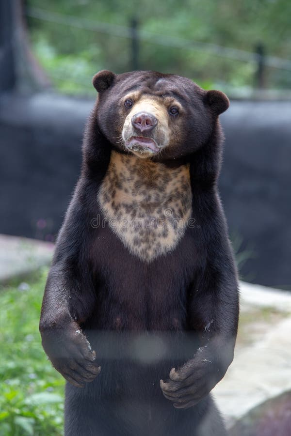 A Close Up Front View of a Standing Malayan Sun Bear. Stock Image