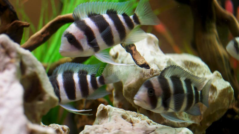 Close up for frontosa Cichlid fishes swimming in freshwater aquarium, unique creatures concept. Frame. Beautiful white