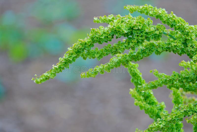 Rumex crispus