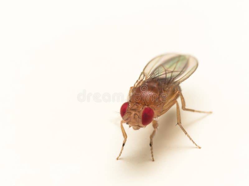 Close up of fruit fly with bright red eyes on white surface shows details from background