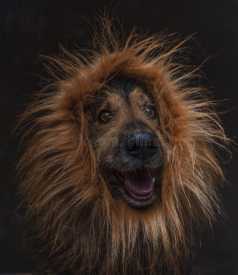 Crazy lion hair