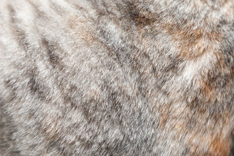 Close up fur of a grey cat