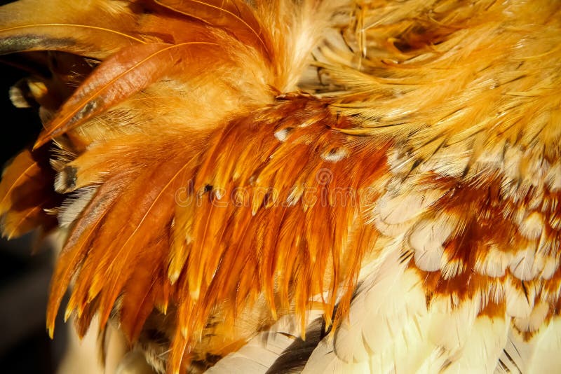 Furry Chicken Texture with Colorful Natural Patterns on Background Stock Photo Image of