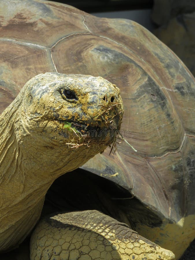Close Up of a Galapagos Tortoise stock images Close Up of a Galapagos Tortoise stock images