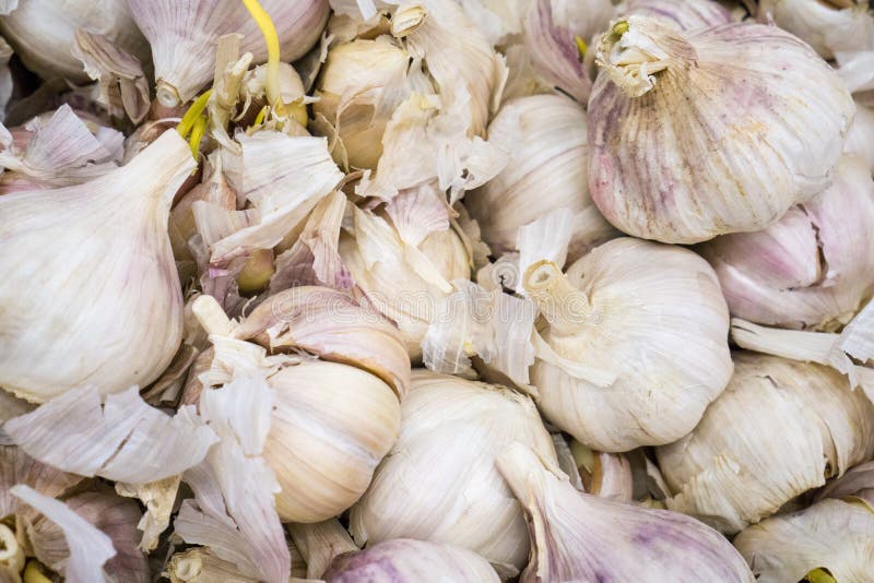 Close up Garlic bulb stock photo. Image of plants, nutrition 92261114