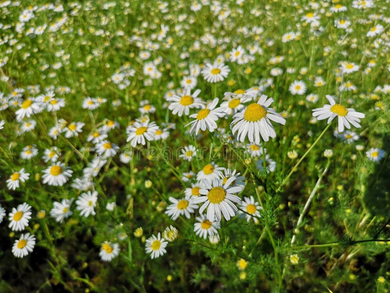 German chamomile flowers growing in a green field. Close up of German chamomile, Matricaria chamomilla , flowers growing in a green field stock photos German chamomile flowers growing in a green field. Close up of German chamomile, Matricaria chamomilla , flowers growing in a green field stock photos