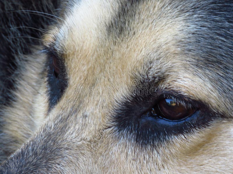 Close-up of German Shepard brown eyes looking straight into distance. Dog`s eyes. Pet rescue concept. stock images Close-up of German Shepard brown eyes looking straight into distance. Dog`s eyes. Pet rescue concept. stock images