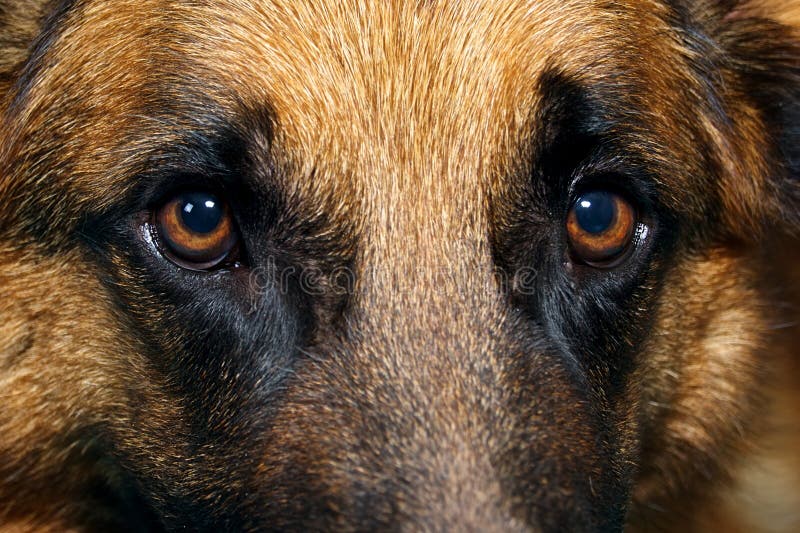 Close Up Of German Shepherd Dog Eyes Stock Photos - Image: 22758913