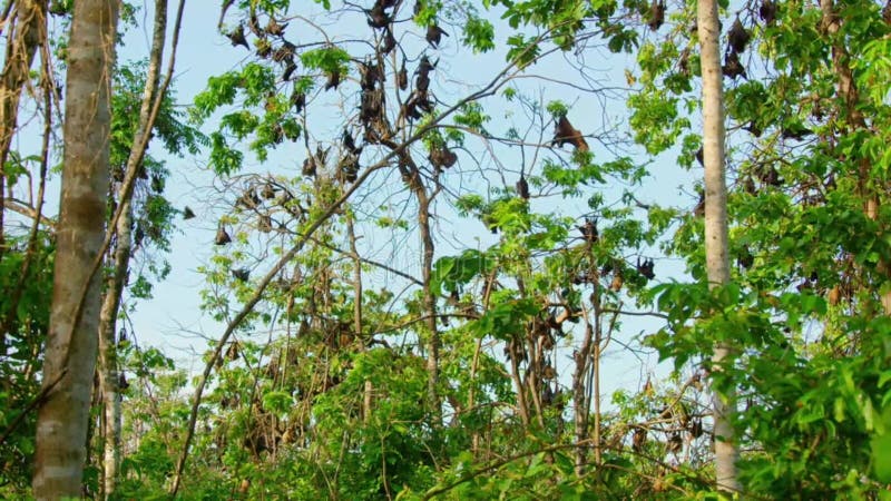 Close up of Giant fruit-eater bats hanging in the jungle